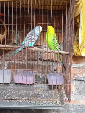 Two Budgie birds for sale