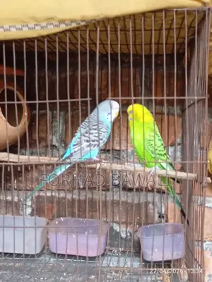 Two Budgie birds for sale