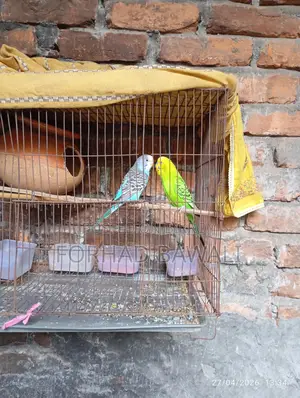 Two Budgie birds for sale