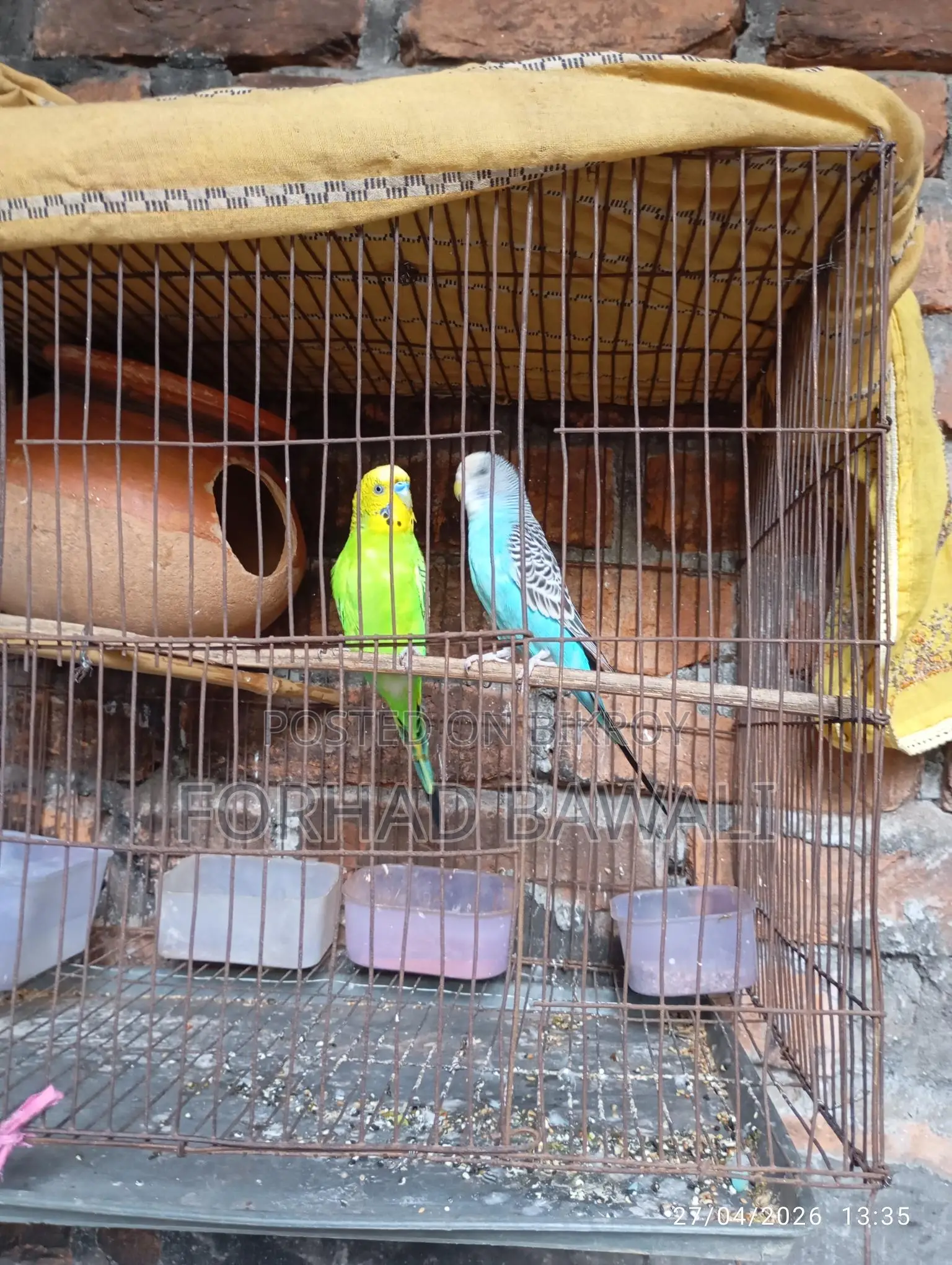 Two Budgie birds for sale