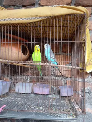 Two Budgie birds for sale