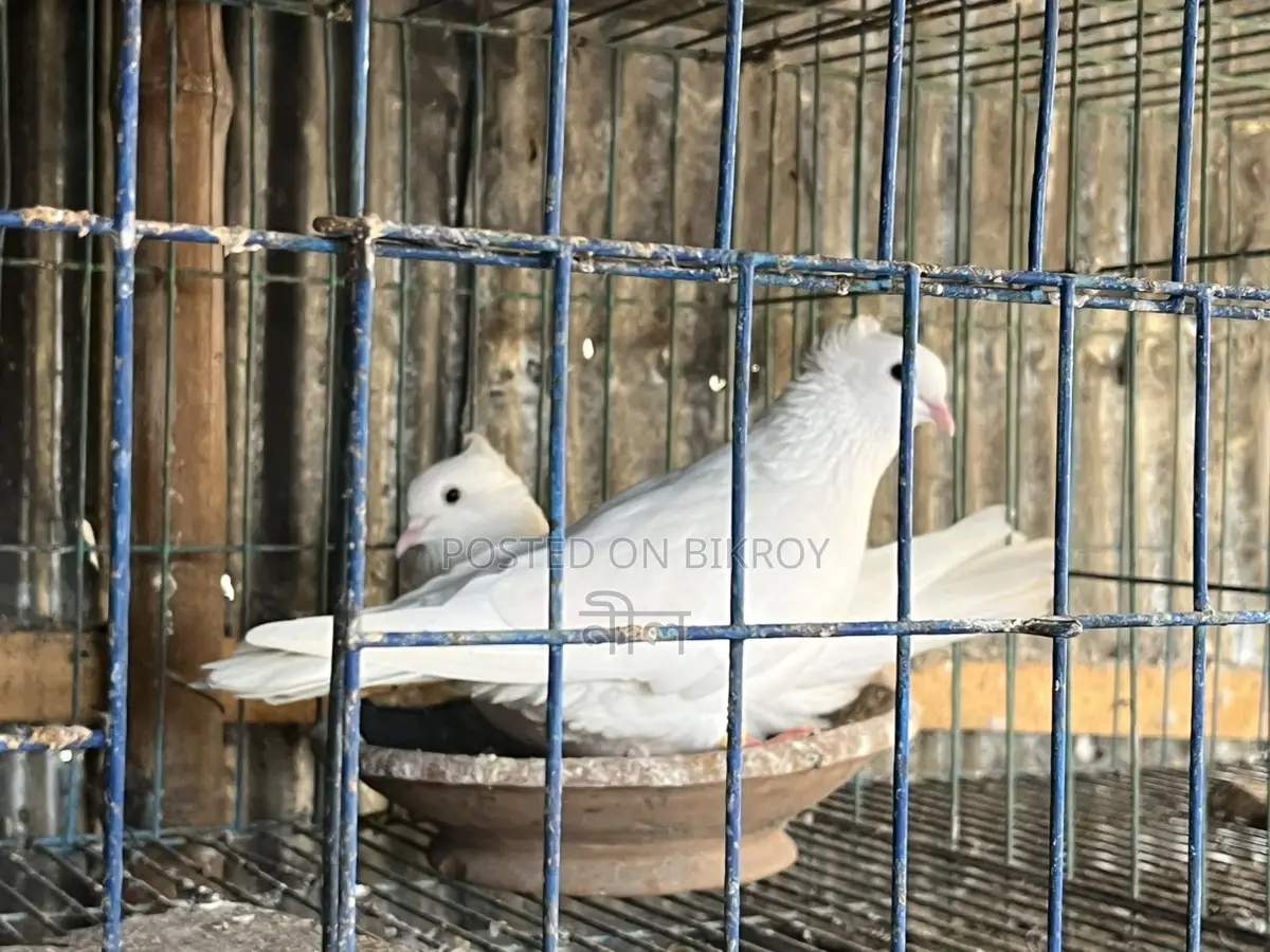 Kobutor for Sell