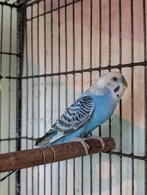 Budgerigar Male