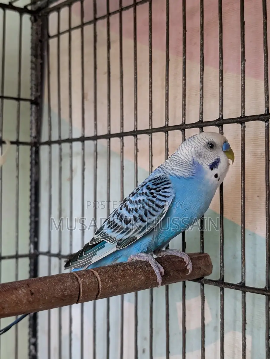 Budgerigar Male