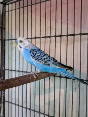 Budgerigar Male