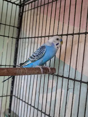 Budgerigar Male