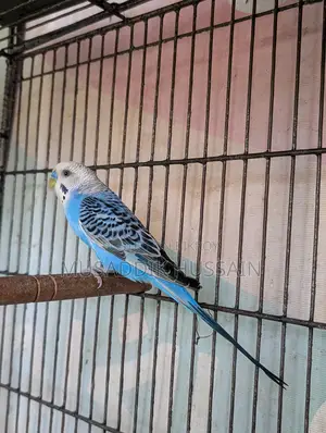 Budgerigar Male