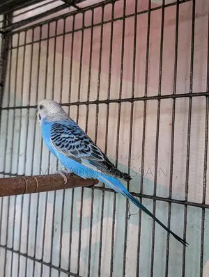 Budgerigar Male