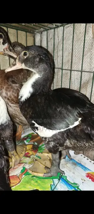 চিনা হাঁস ৪ পিচ