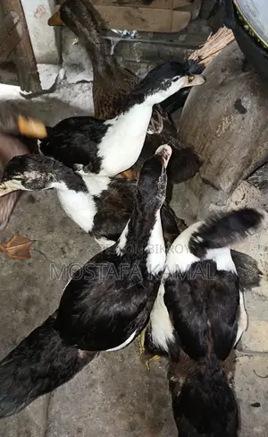 চিনা হাঁস ৪ পিচ