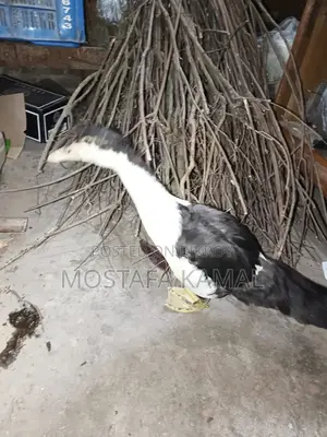 চিনা হাঁস ৪ পিচ