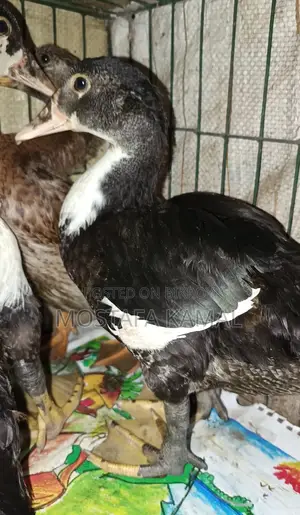 চিনা হাঁস ৪ পিচ