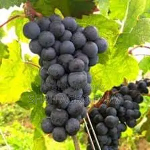 Sweet Grape Tree Black Rubi Shah Agro Farm Garden Plants