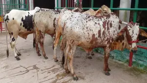 ১১৮৯নং বাছাইকৃত ৪টি এড়ে গরুর বাছুর পোষার জন্য নিঃসন্ধেহে ভালো হবে ।