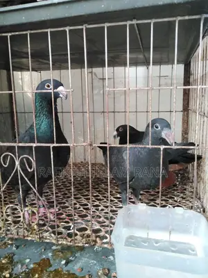 Beauty Homa Master Pair