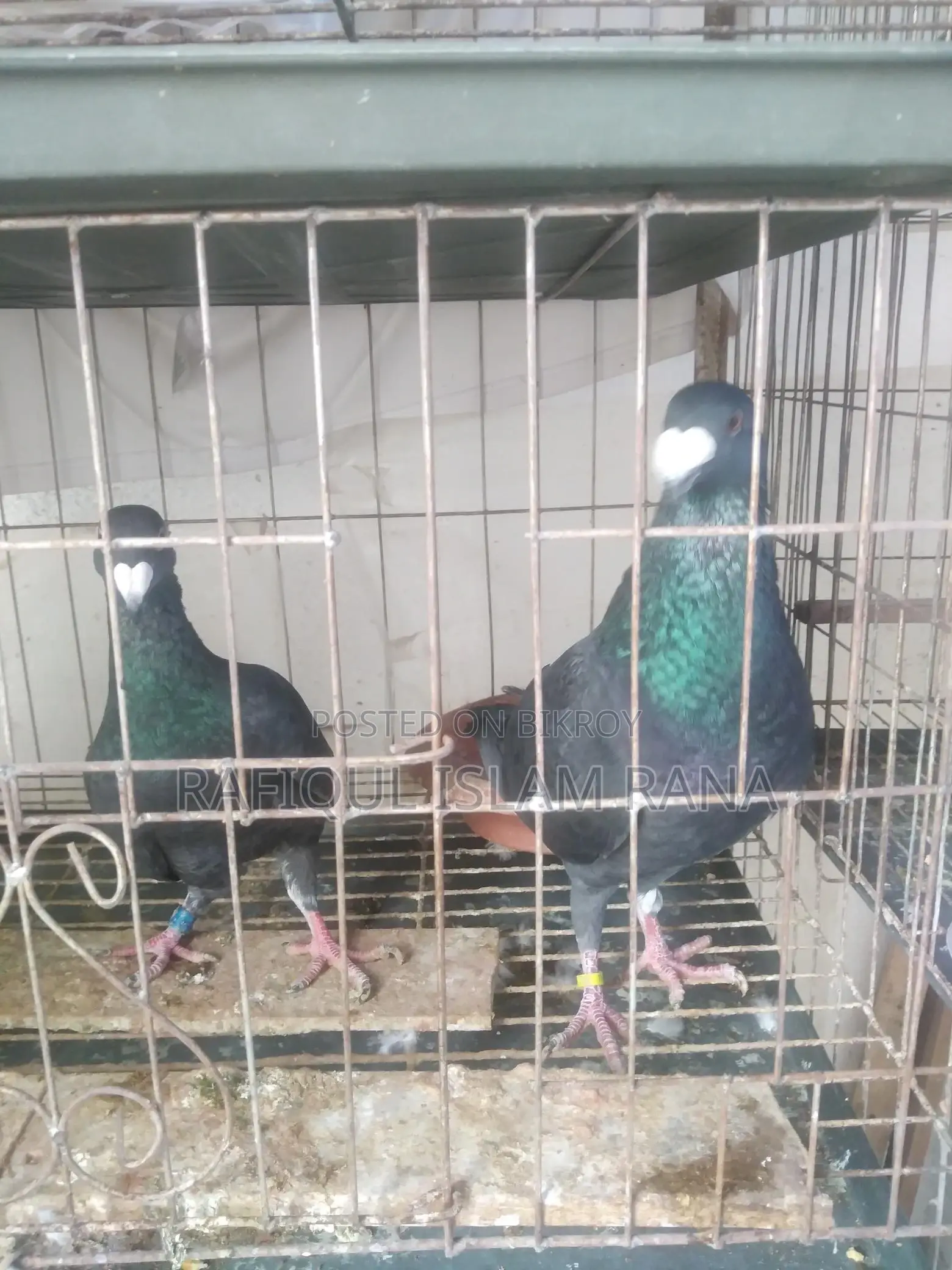 Beauty Homa Master Pair