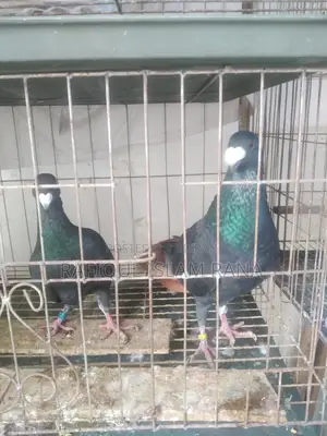Beauty Homa Master Pair