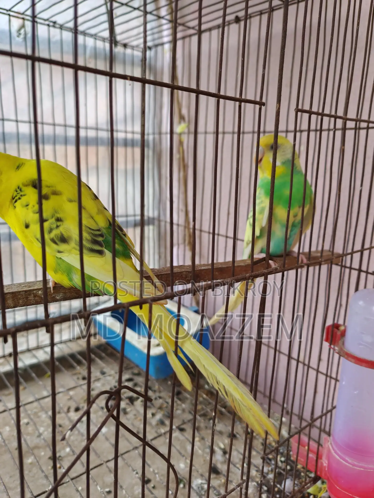 Bird Sale