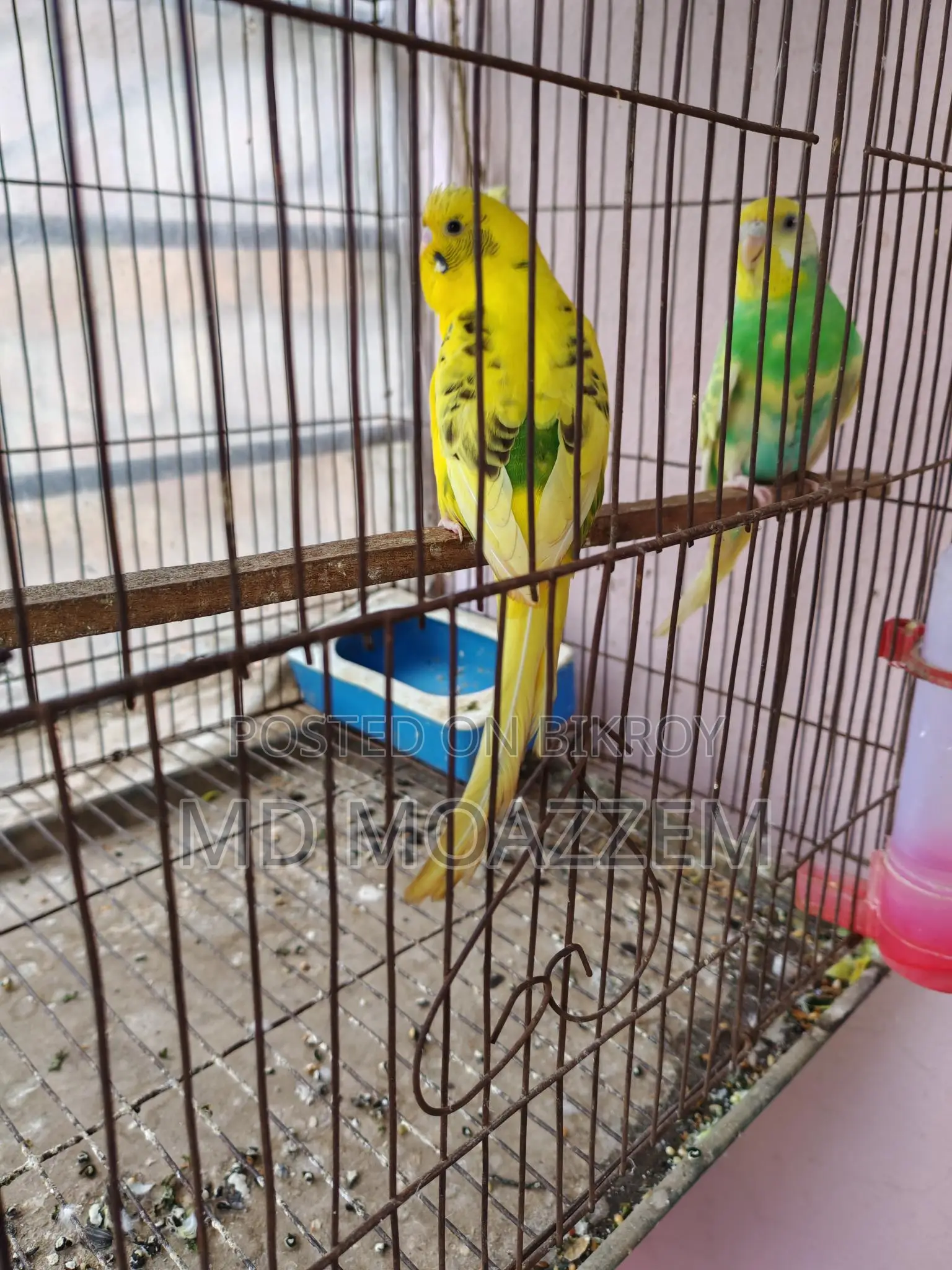 Bird Sale