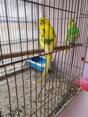 Bird Sale