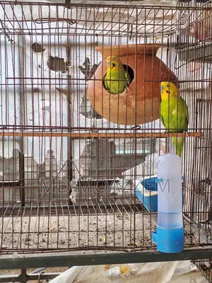 Bird Sale