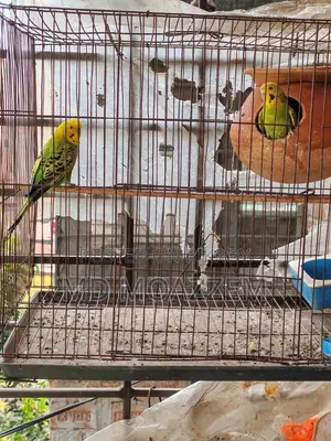 Bird Sale