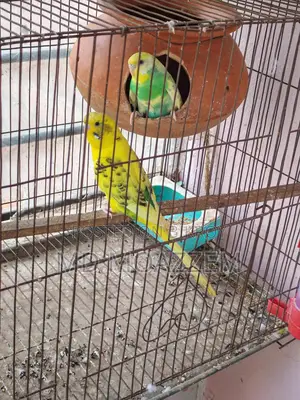 Bird Sale