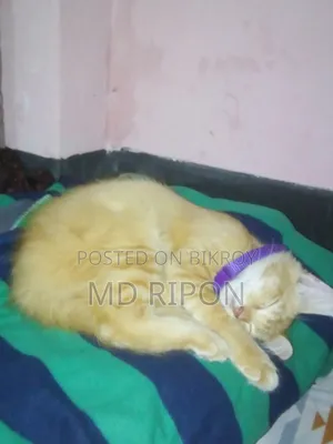 ৩-৬ মাস বয়সী পুরুষ মিশ্র জাতের পার্সিয়ান