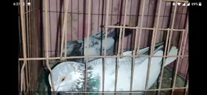 Birds For Sale
