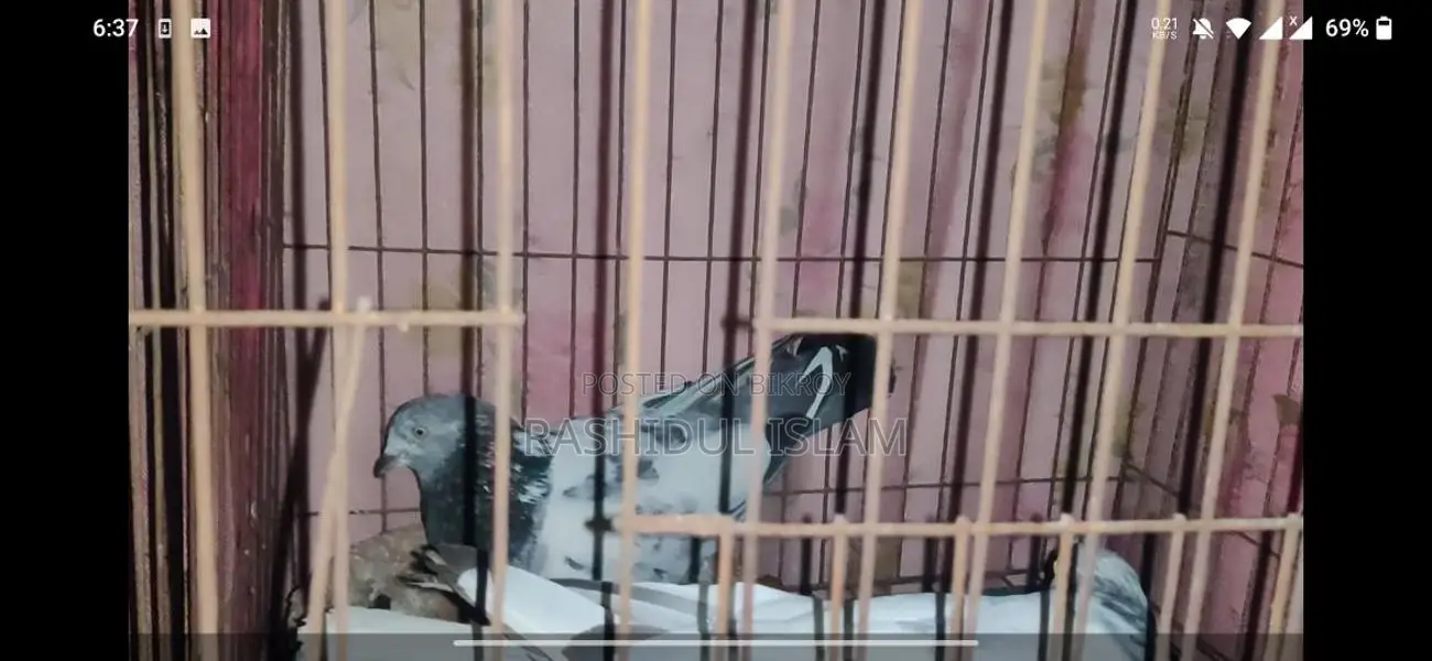 Birds For Sale