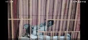 Birds For Sale