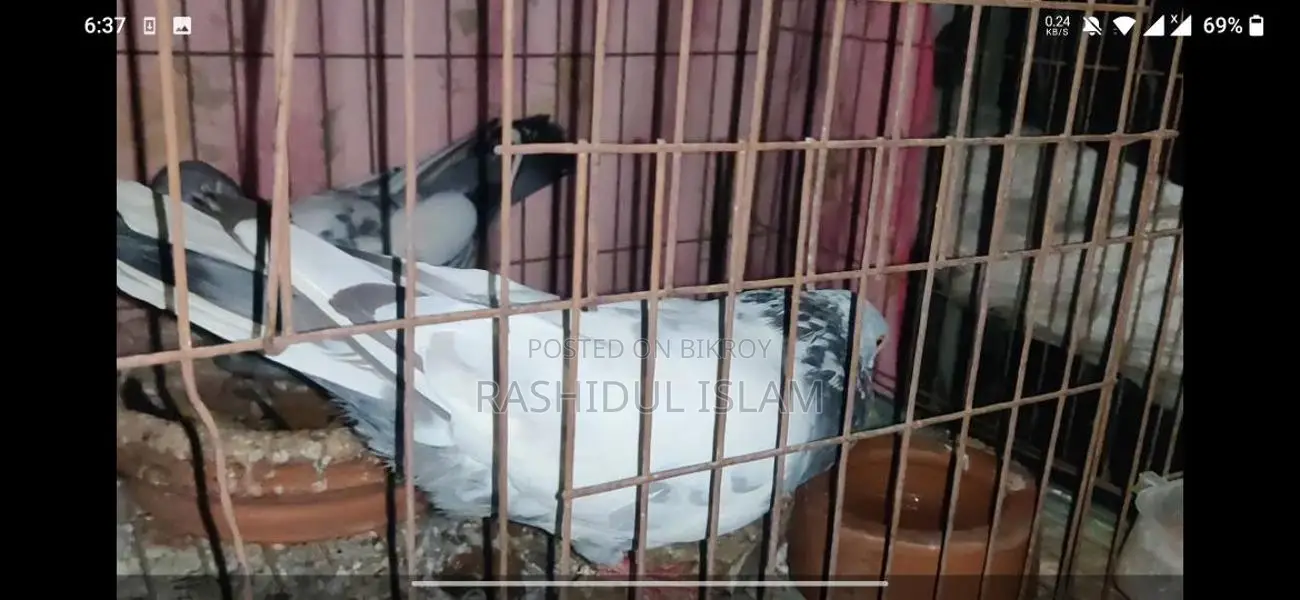 Birds For Sale