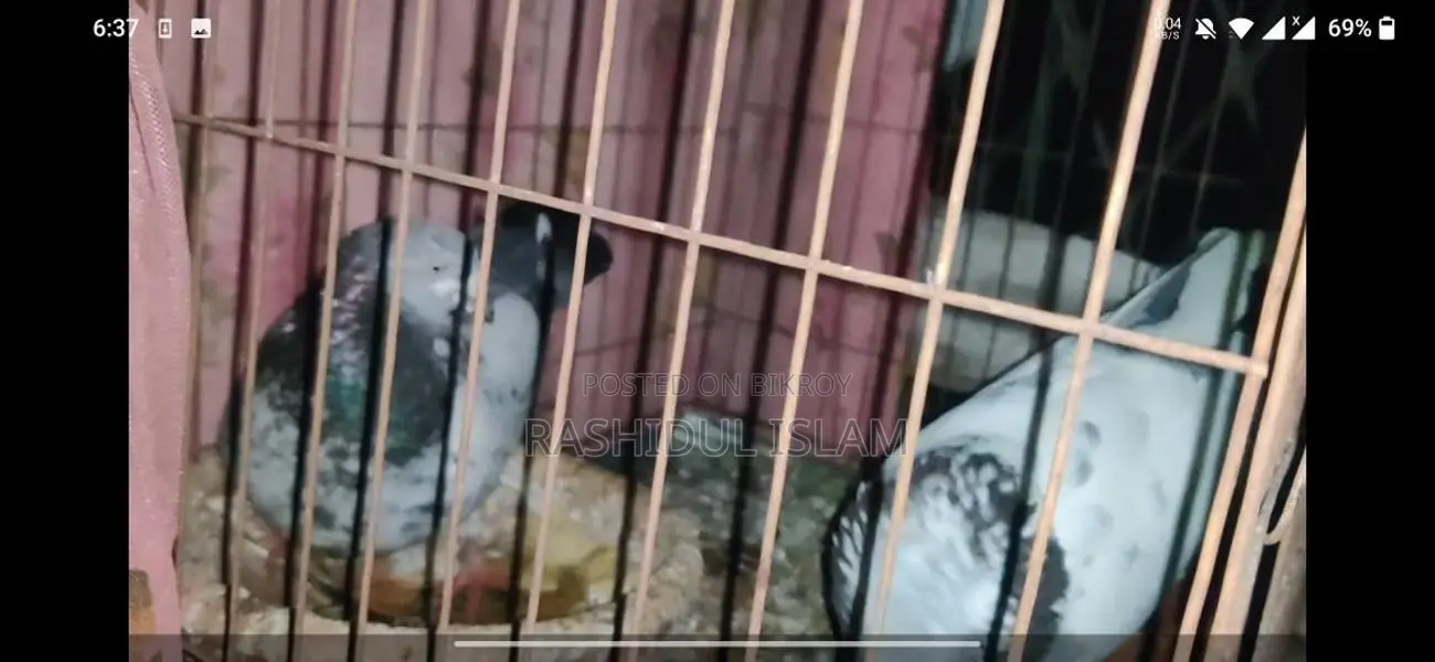 Birds For Sale