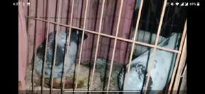 Birds For Sale