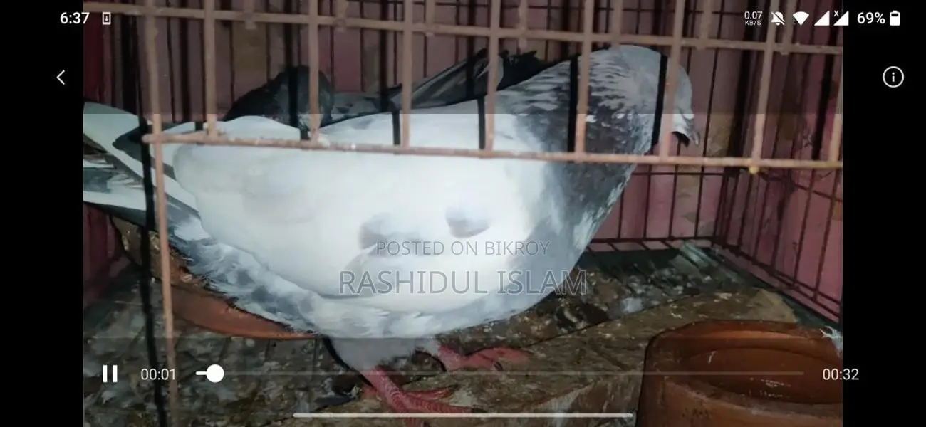 Birds For Sale
