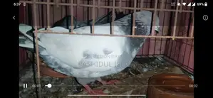 Birds For Sale