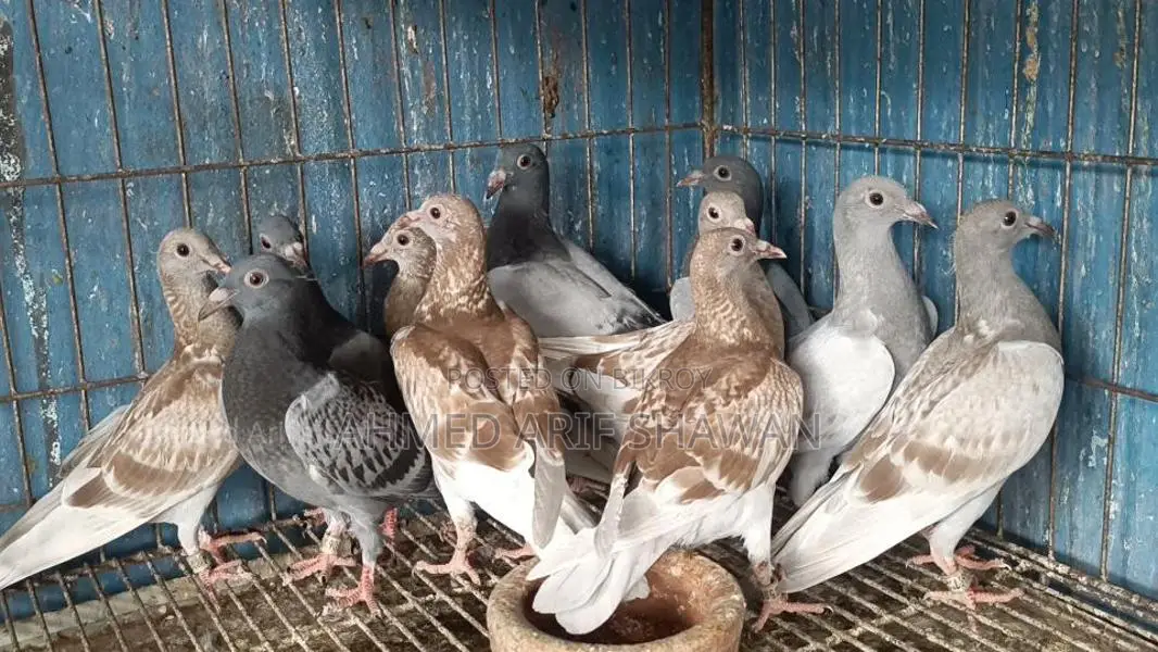 Racer Pigeon