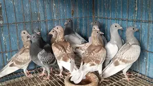 Racer Pigeon