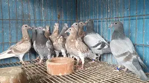 রেসার কবুতর