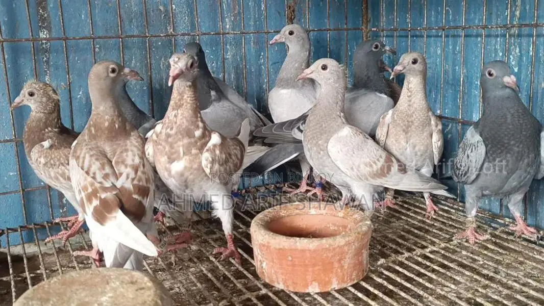 Racer Pigeon