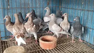 Racer Pigeon