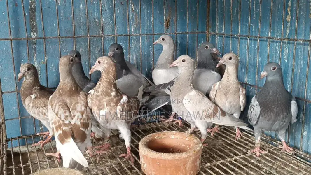 Racer Pigeon