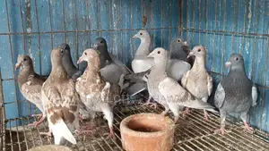 Racer Pigeon
