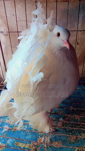 ২টা খাচা ও কবুতর