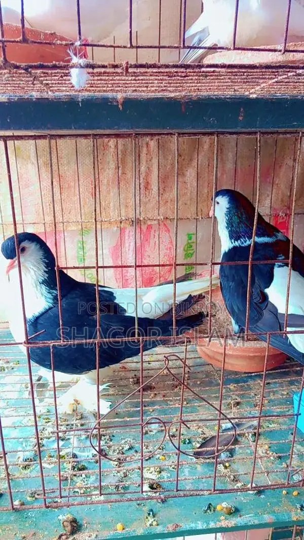 ২টা খাচা ও কবুতর