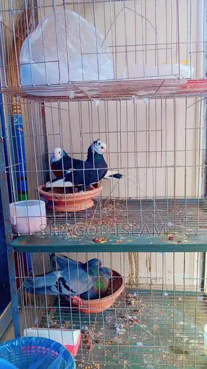 ২টা খাচা ও কবুতর