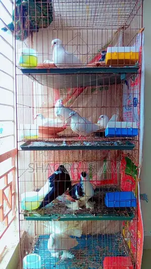 ২টা খাচা ও কবুতর