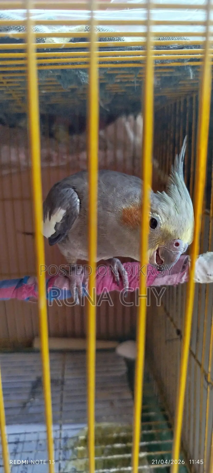 Cockatiel Birds for Sale