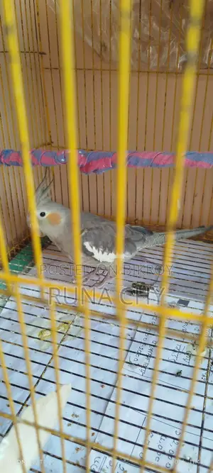 Cockatiel Birds for Sale