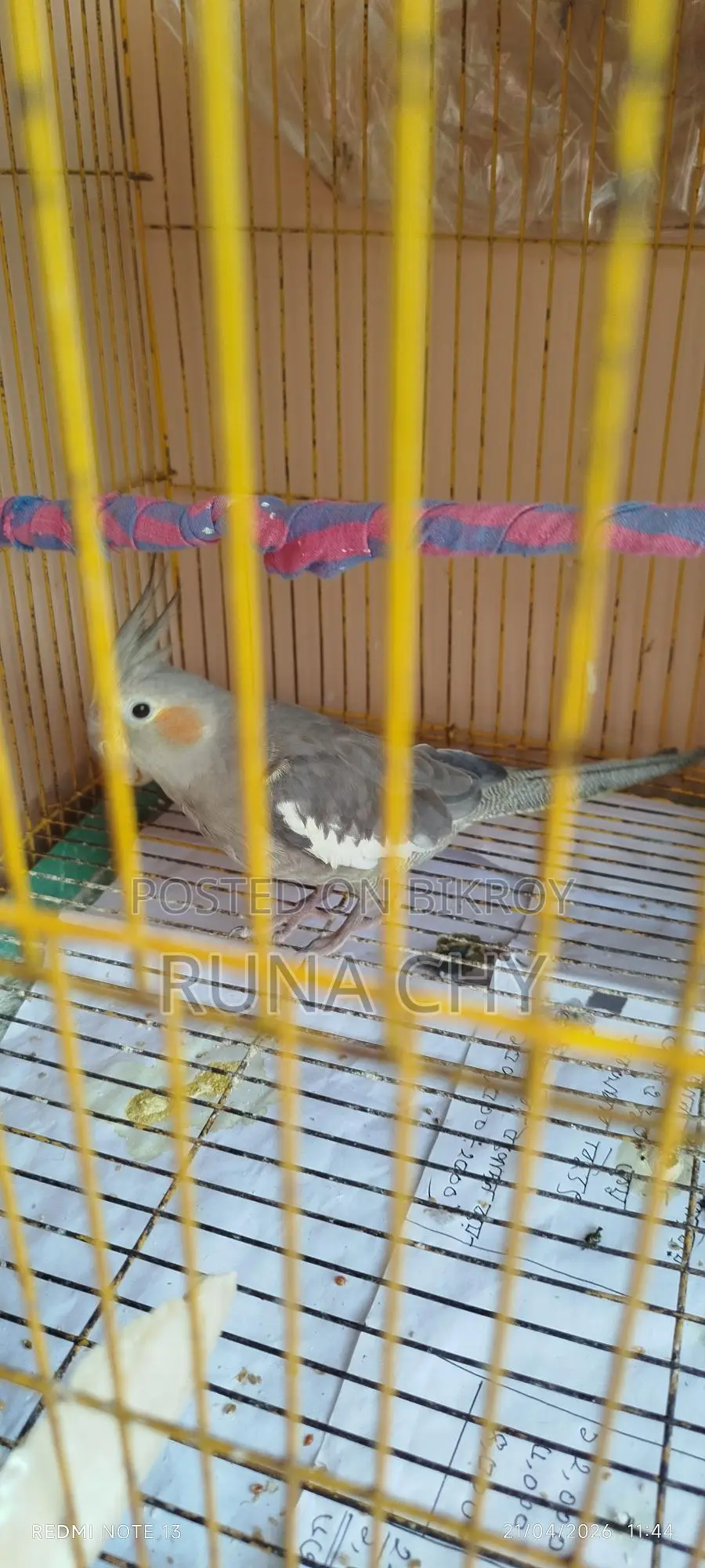 Cockatiel Birds for Sale